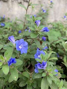 Image of Brazilian dwarf morning-glory