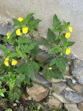 Image of Calceolaria mexicana Benth.