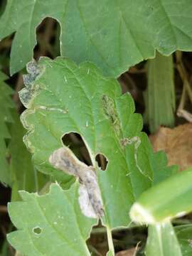 Plancia ëd Agromyza pseudoreptans Nowakowski 1967