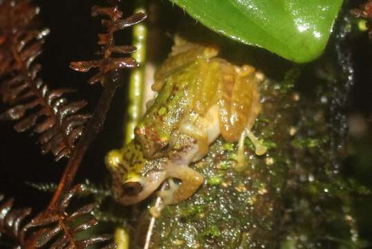 Image of Chiriboga robber frog