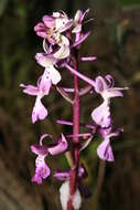 Sivun Orchis anatolica Boiss. kuva