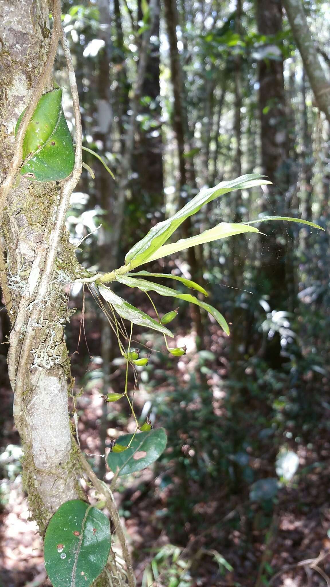 Plancia ëd Angraecum calceolus Thouars