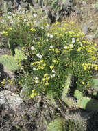 Plancia ëd Senecio lyonii A. Gray ex Lyon