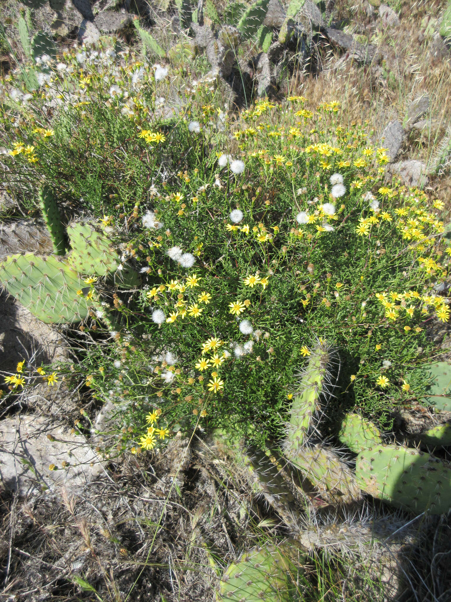 Plancia ëd Senecio lyonii A. Gray ex Lyon