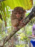 Image of Philippine tarsier