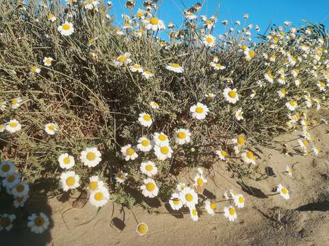 صورة Anthemis maritima L.