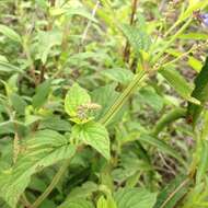 Image of Salvia polystachia Cav.