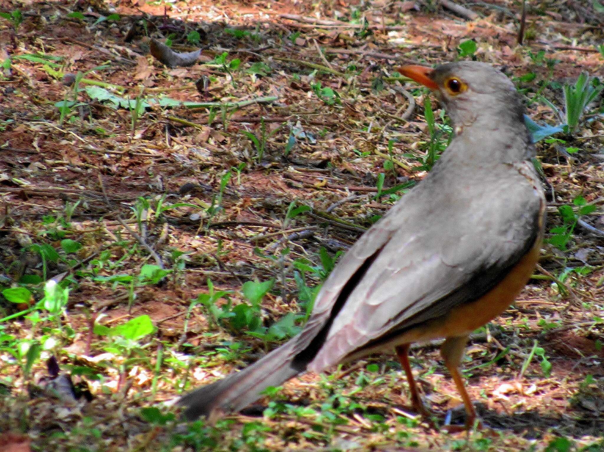 Turdus libonyana peripheris Clancey 1952的圖片