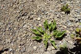 Image of Dioscorea nana Poepp.