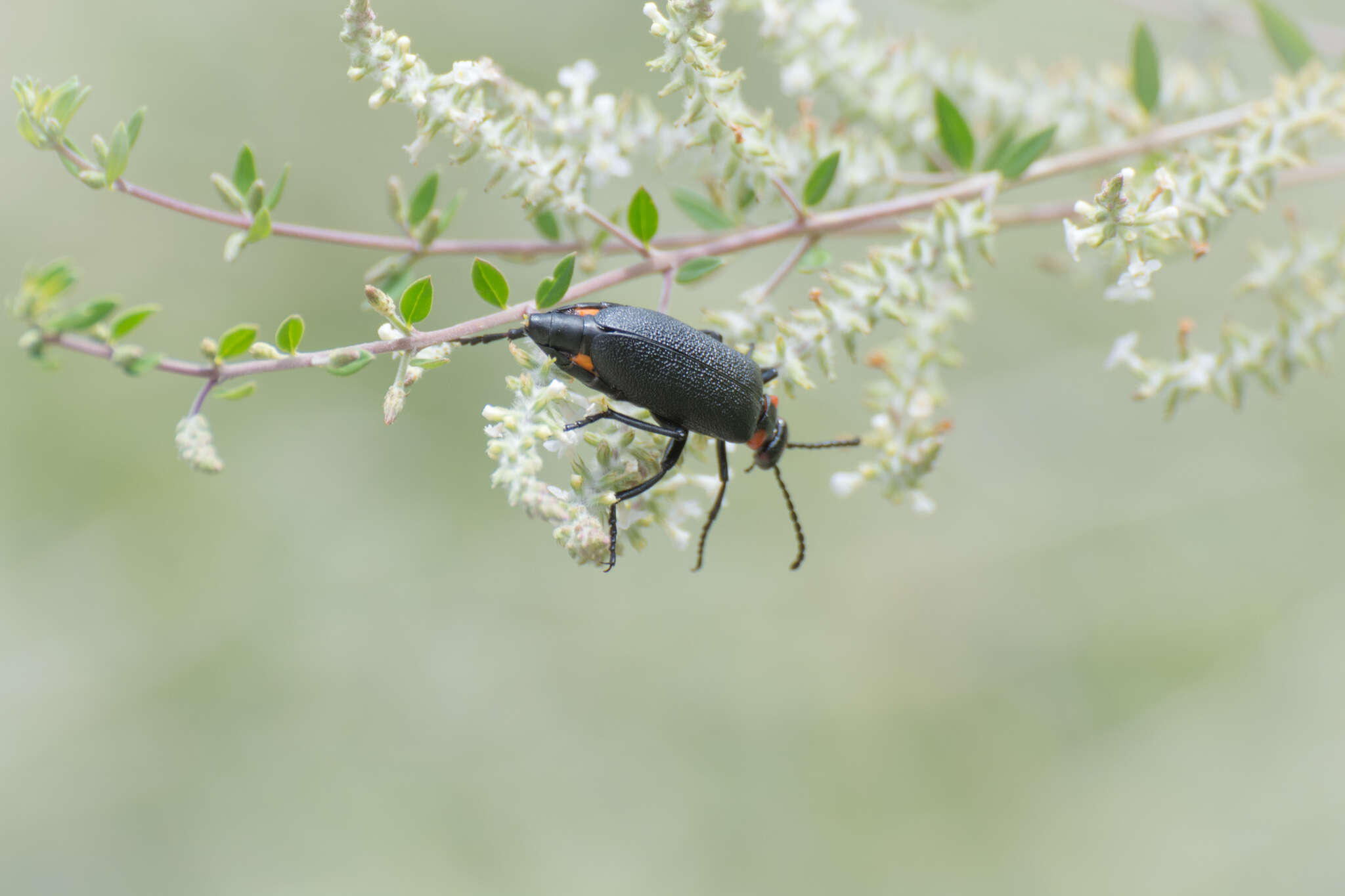 Imagem de Lytta (Paralytta) cribrata Le Conte 1853