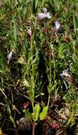 Image of spinster's blue eyed Mary