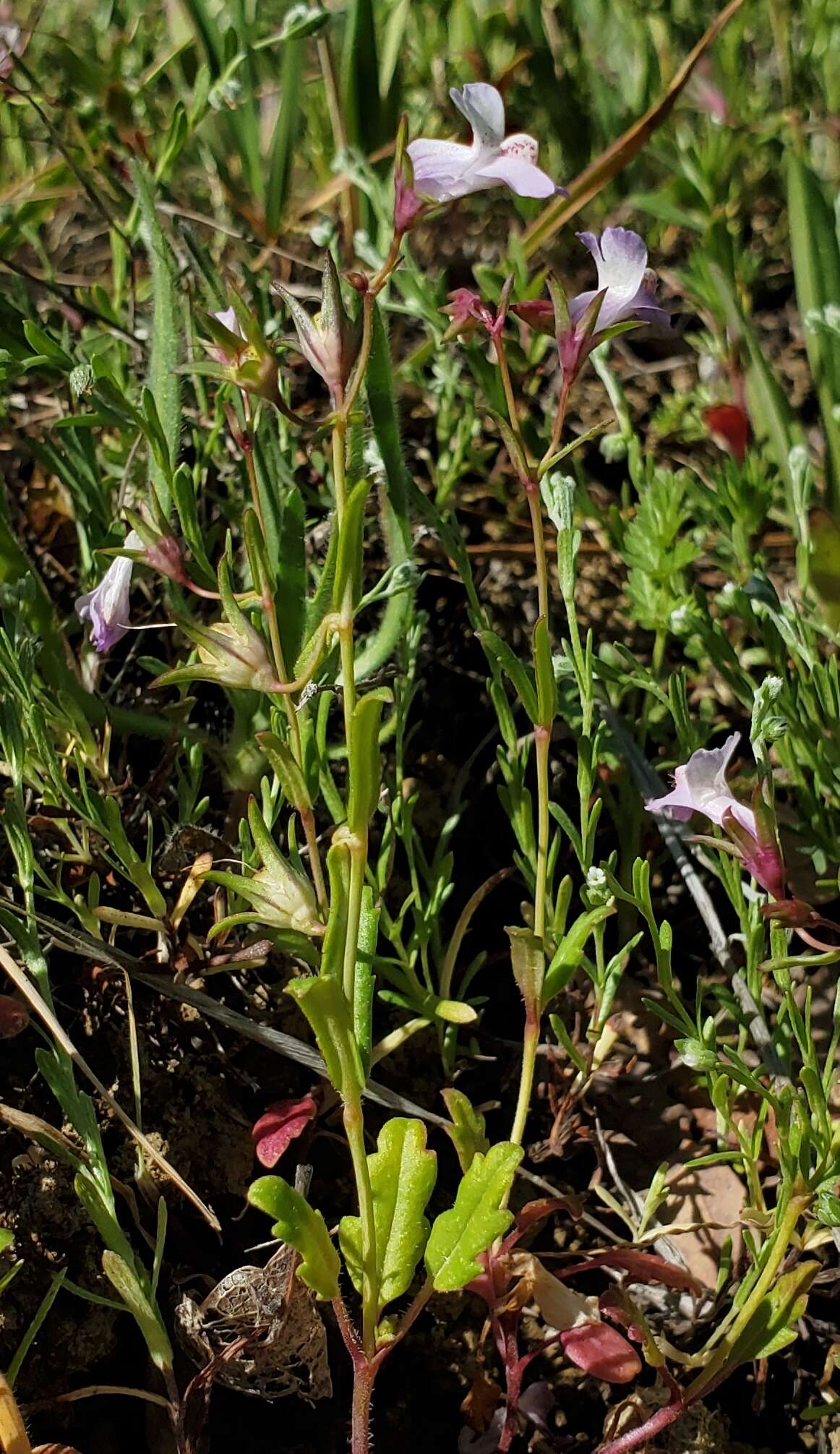 Image de Collinsia sparsiflora var. collina (Jepson) Newsom