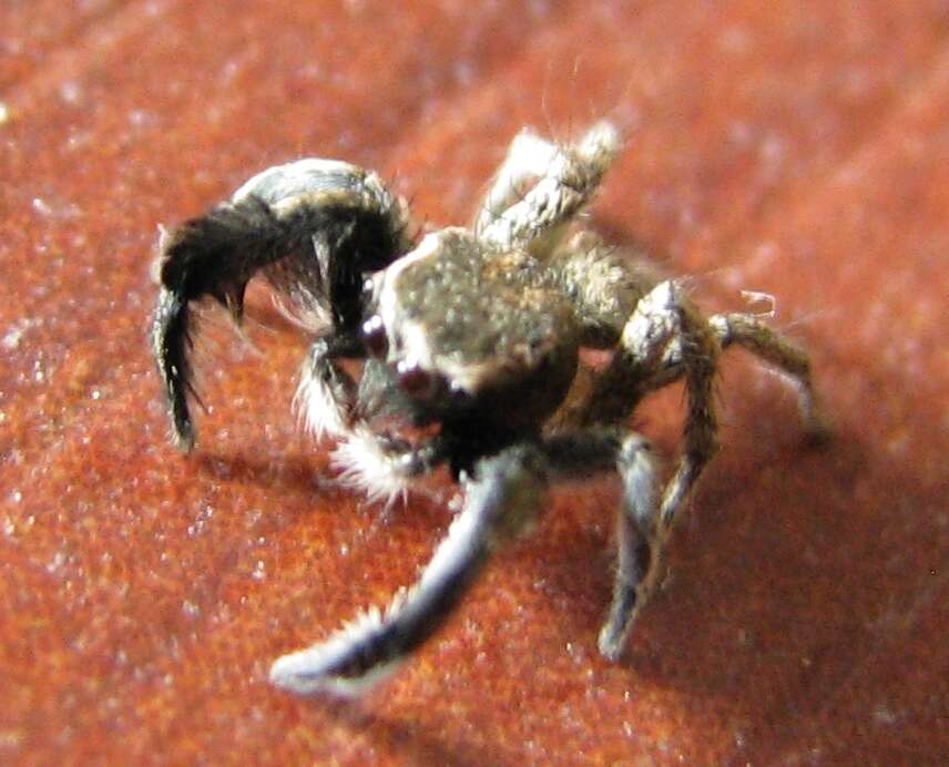 Image of Habronattus hirsutus (Peckham & Peckham 1888)