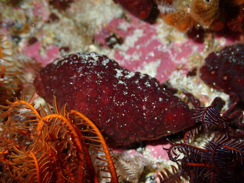 Image of Alcyonidium nodosum O'Donoghue & de Watteville 1944