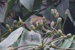 Image of Rufous-rumped Antwren