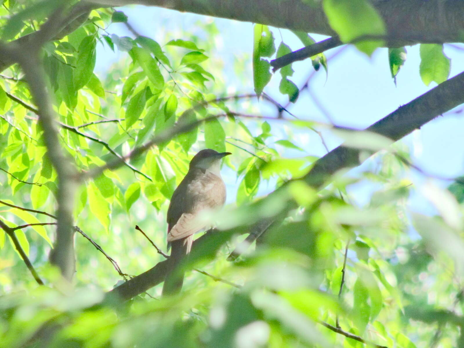 Image of Black-billed Cuckoo