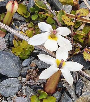 صورة Lobelia macrodon (Hook. fil.) Lammers