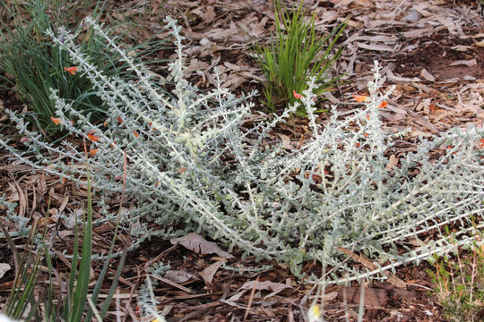 Image of <i>Pityrodia dilatata</i> (F. Muell.) Benth.