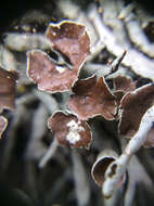 Image of tube lichen