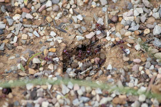 Image of Iridomyrmex purpureus (Smith 1858)