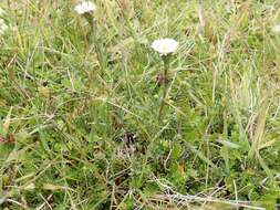 Image of Symphyotrichum vahlii (Gaud.) G. L. Nesom