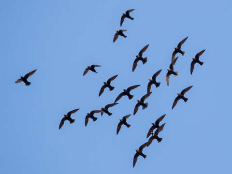 Image of White-naped Swift