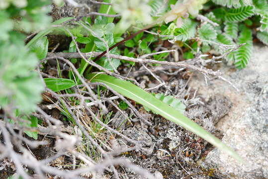 صورة Allium prattii C. H. Wright