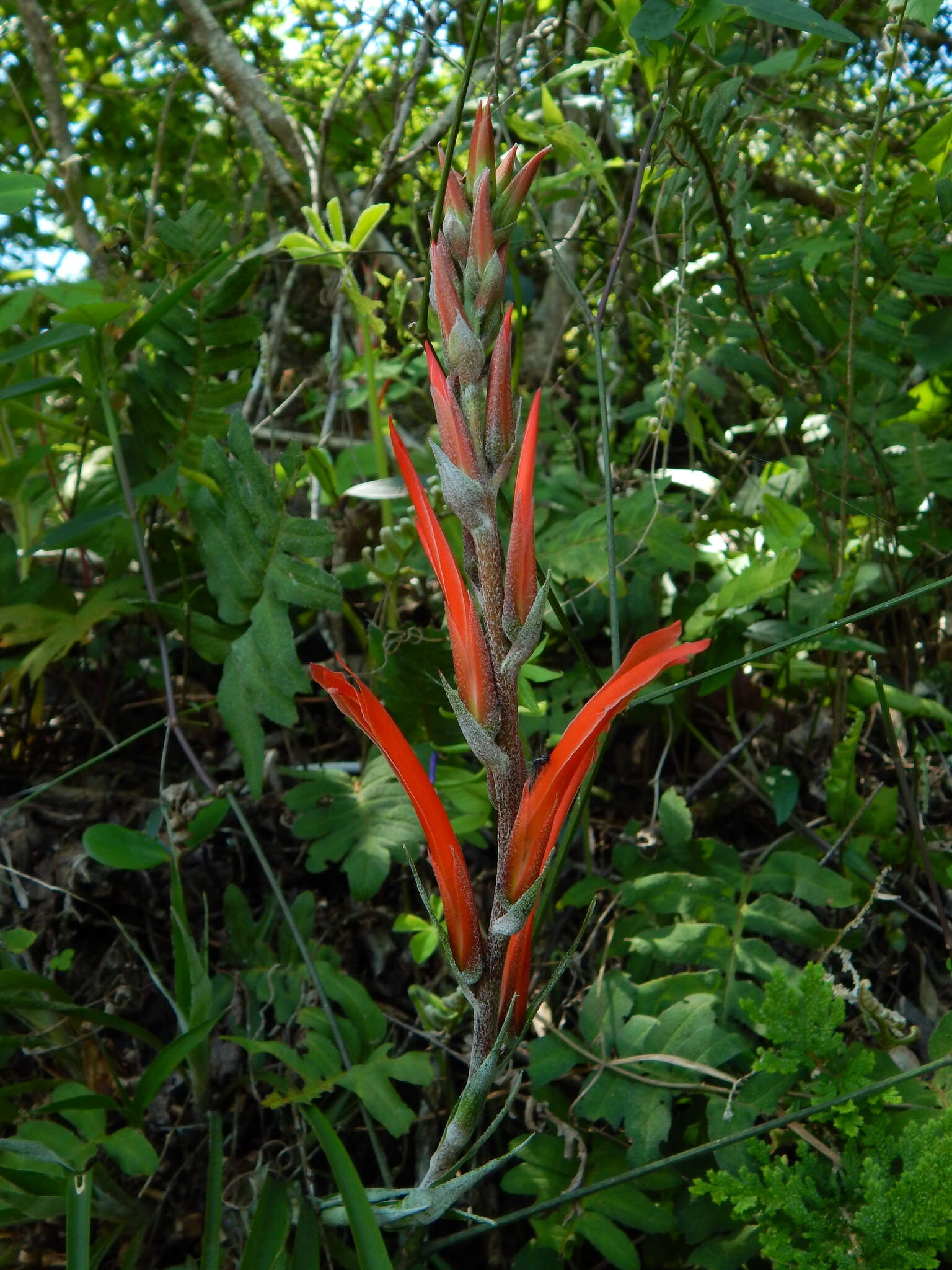 Image of Pitcairnia calderonii Standl. & L. B. Sm.