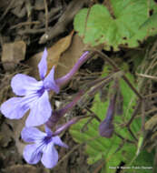 Image of Streptocarpus haygarthii N. E. Brown ex C. B. Clarke