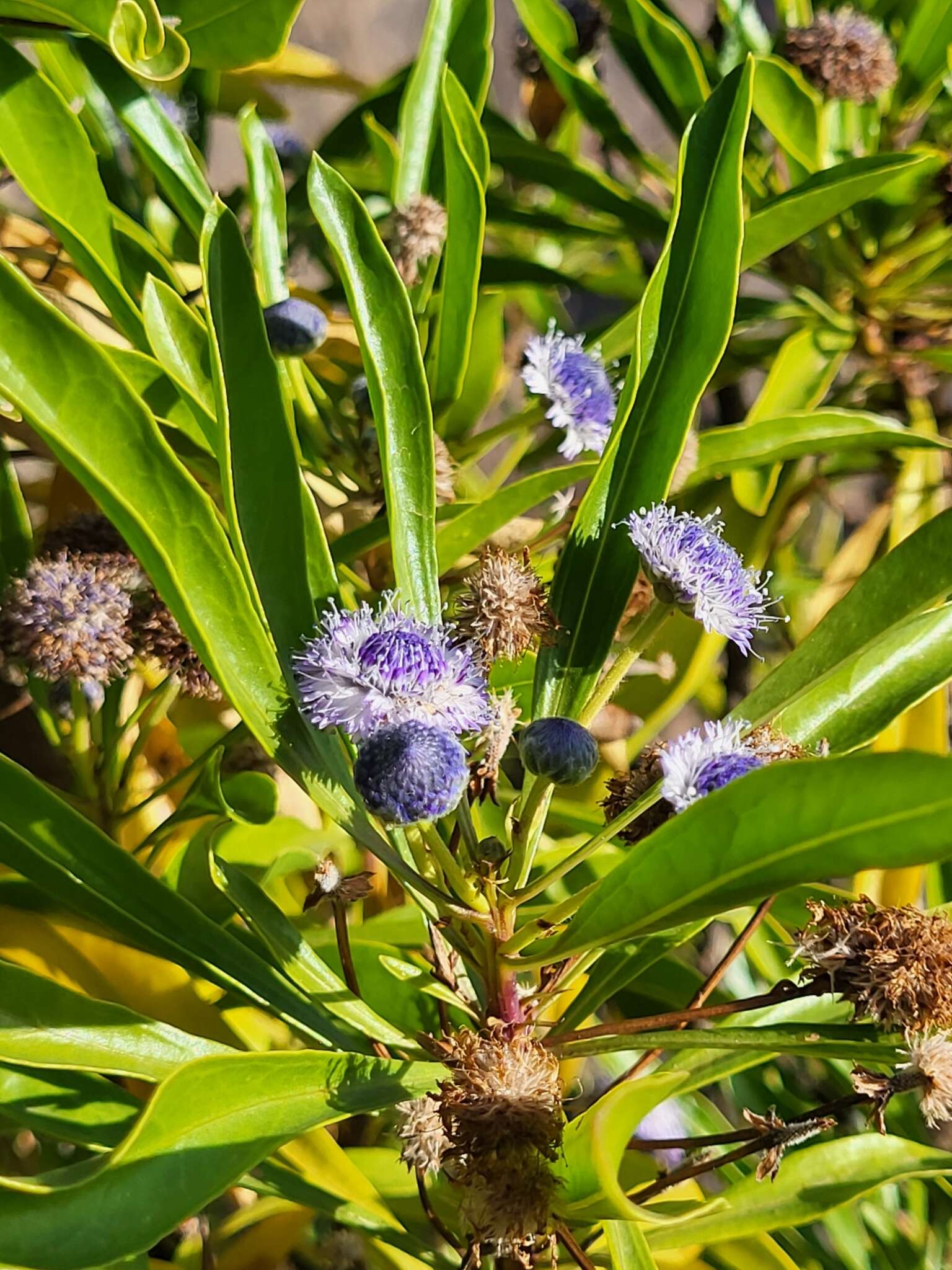 Image of Globularia amygdalifolia Webb