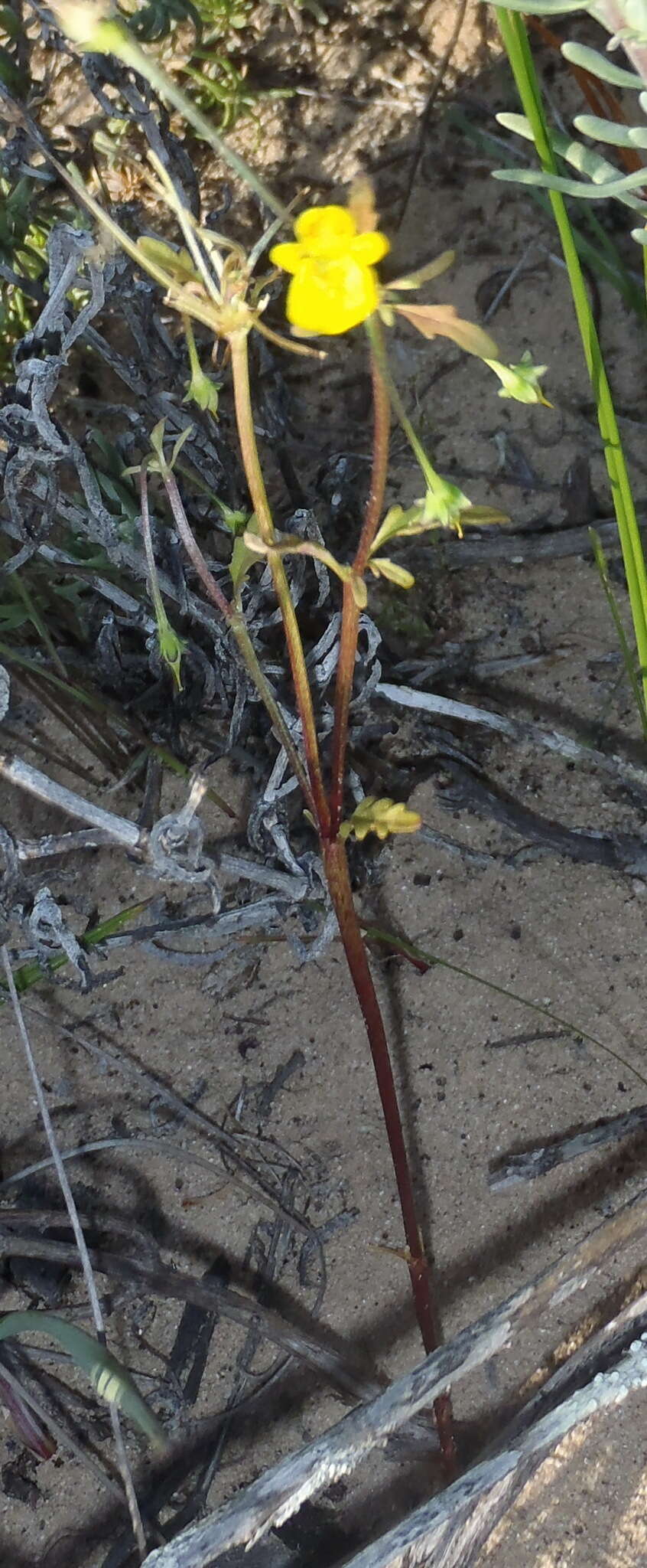 Imagem de Hemimeris sabulosa L. fil.