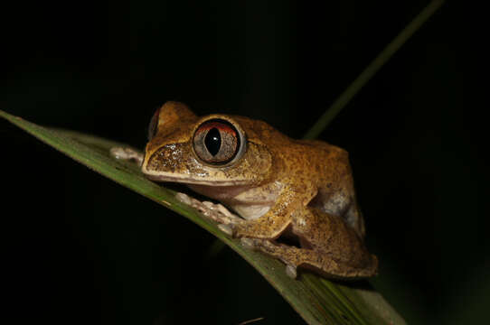 Image of Leptopelis spiritusnoctis Rödel 2007