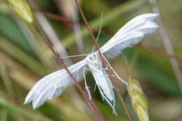 Image of Pterophorus