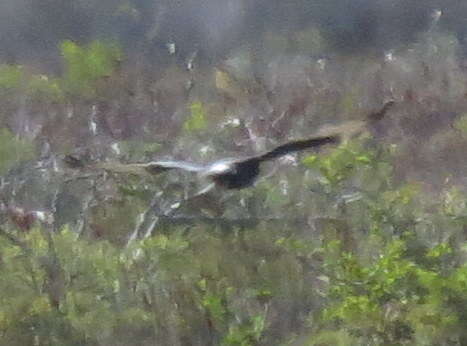 Image of Black Harrier