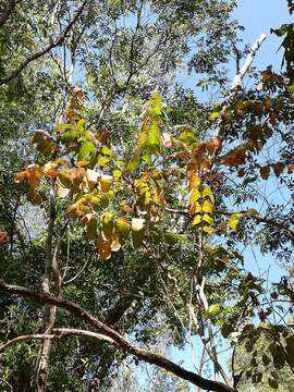 صورة Comocladia macrophylla (Hook. & Arn.) L. Riley