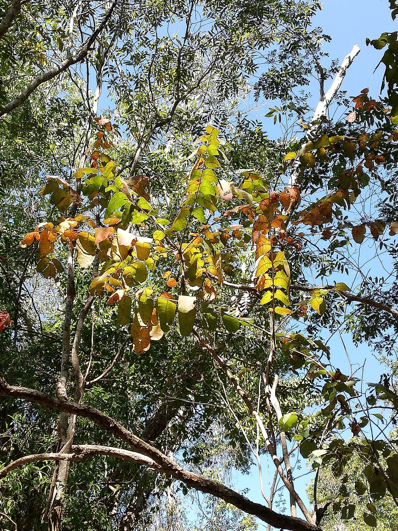 Sivun Comocladia macrophylla (Hook. & Arn.) L. Riley kuva