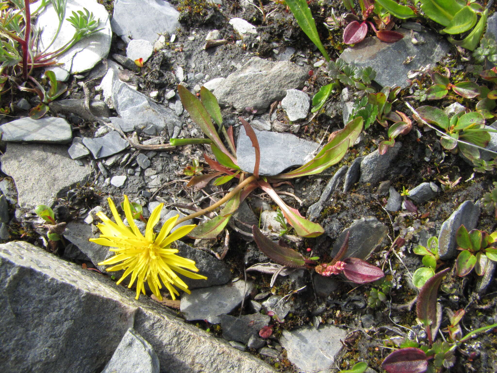 Image of Taraxacum pseudoplatylepium B. A. Yurtsev