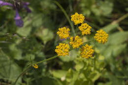 Image of Pastinaca aurantiaca (Albov) Kolak.