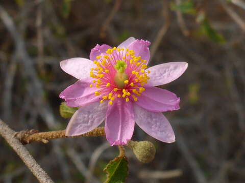 Image of Grewia androyensis Capuron