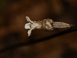 Image of Gastrodia cunninghamii Hook. fil.