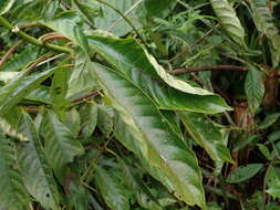 Image of Saurauia tristyla DC.