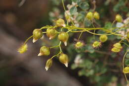 Image of Drosera macrantha Endl.