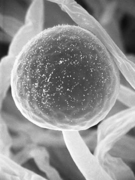 Image of <i>Parasitella parasitica</i> (Bainier) Syd. 1903