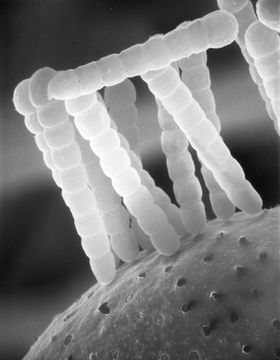 Image of <i>Syncephalastrum racemosum</i> Cohn ex J. Schröt. 1886