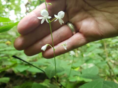 Image of <i>Hylodesmum pauciflorum</i>