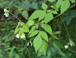 Image of showy balloonvine