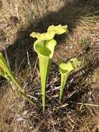 Image of pitcherplant