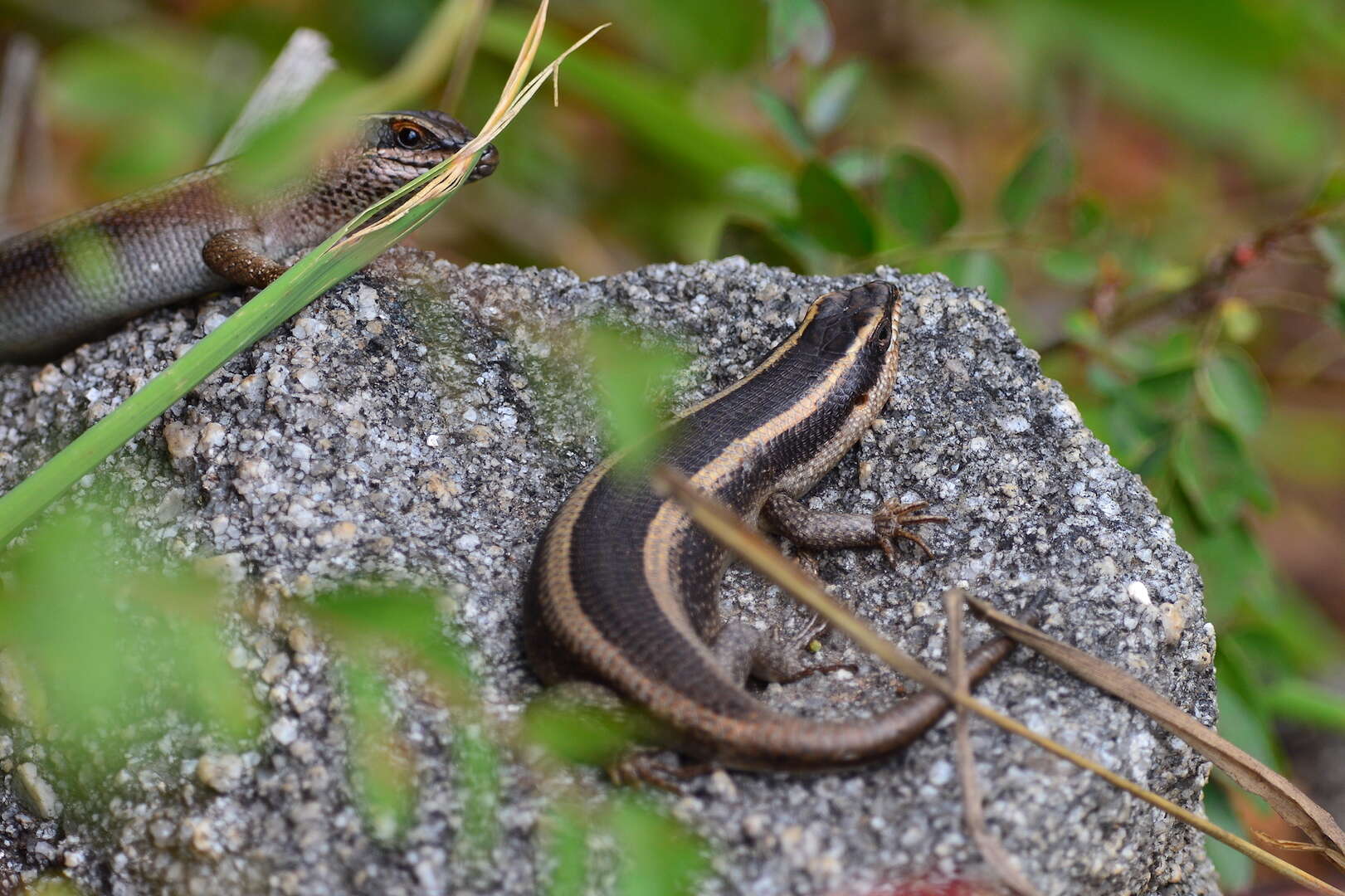 Image of Trachylepis striata (Peters 1844)