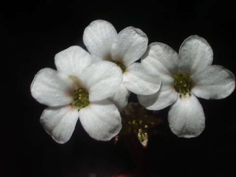 Sivun Saxifraga cinerea H. Sm. kuva