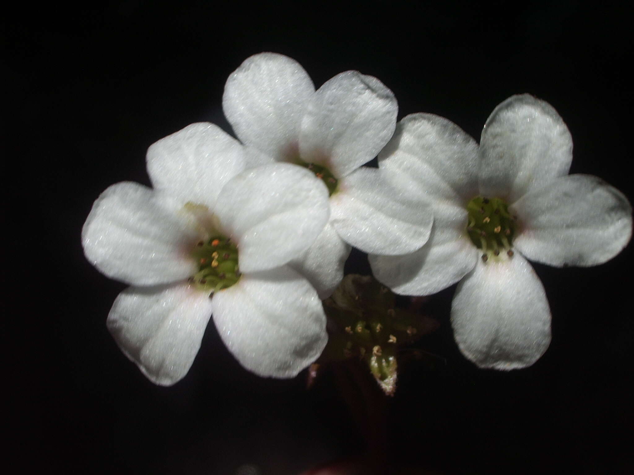 Image of Saxifraga cinerea H. Sm.